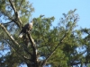 eagle1